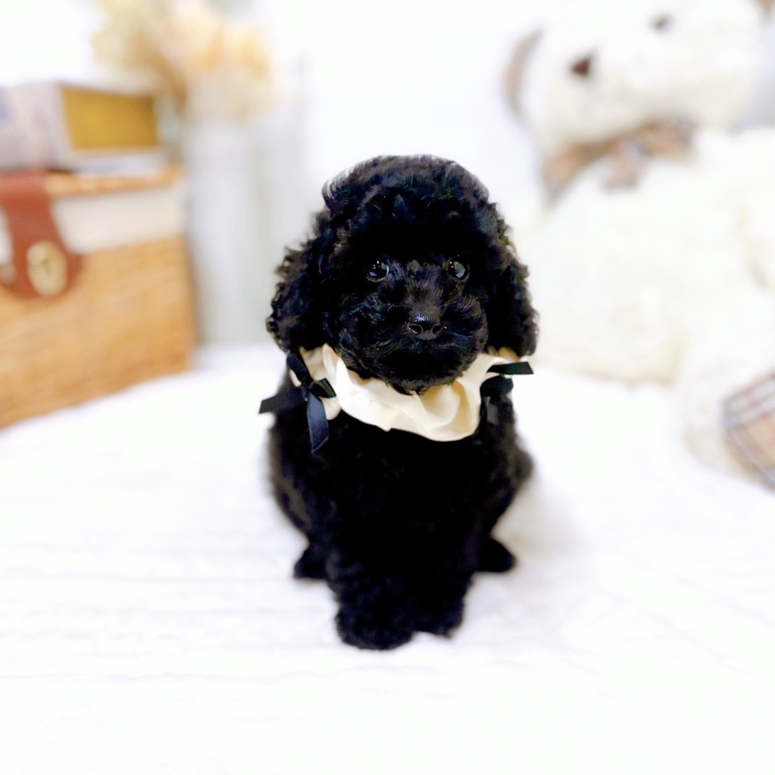 滋賀県のトイプードル(トイ) (犬の家＆猫の里近江八幡店/2025年9月3日生まれ/女の子/ブラック)の子犬の4枚目の画像