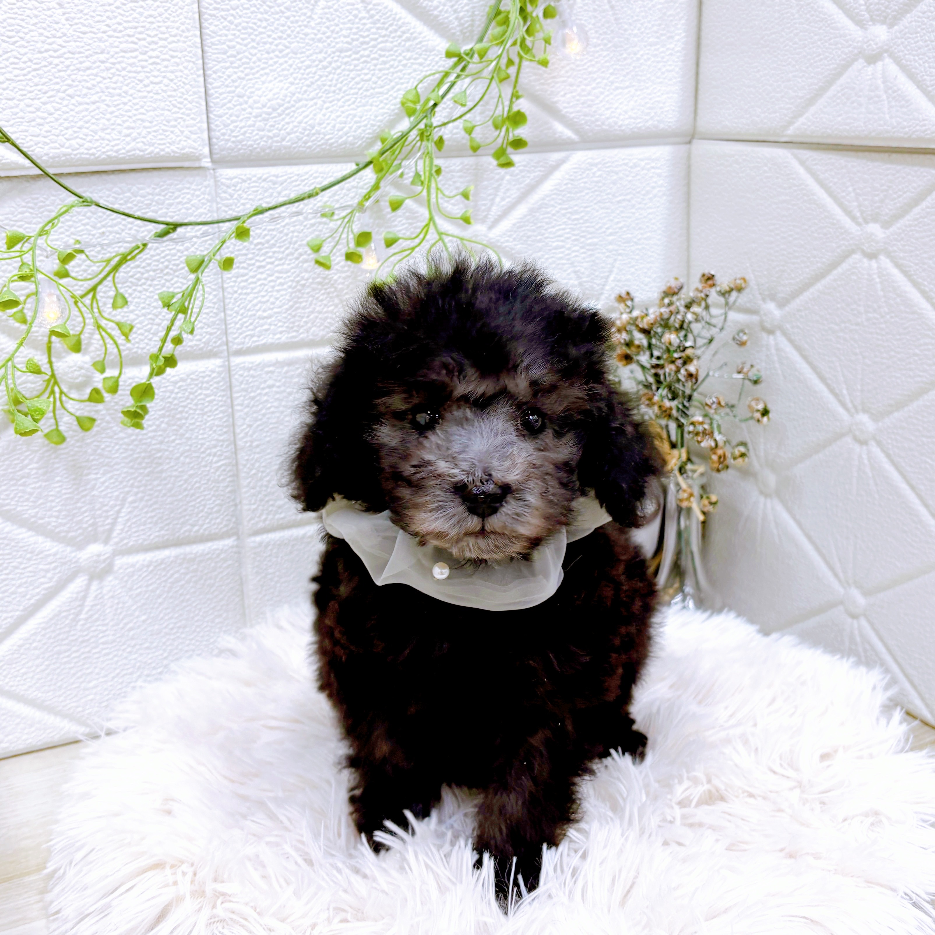 福井県のトイプードル(トイ) (犬の家＆猫の里アミーゴ福井店/2025年8月30日生まれ/男の子/シルバー)の子犬の4枚目の画像