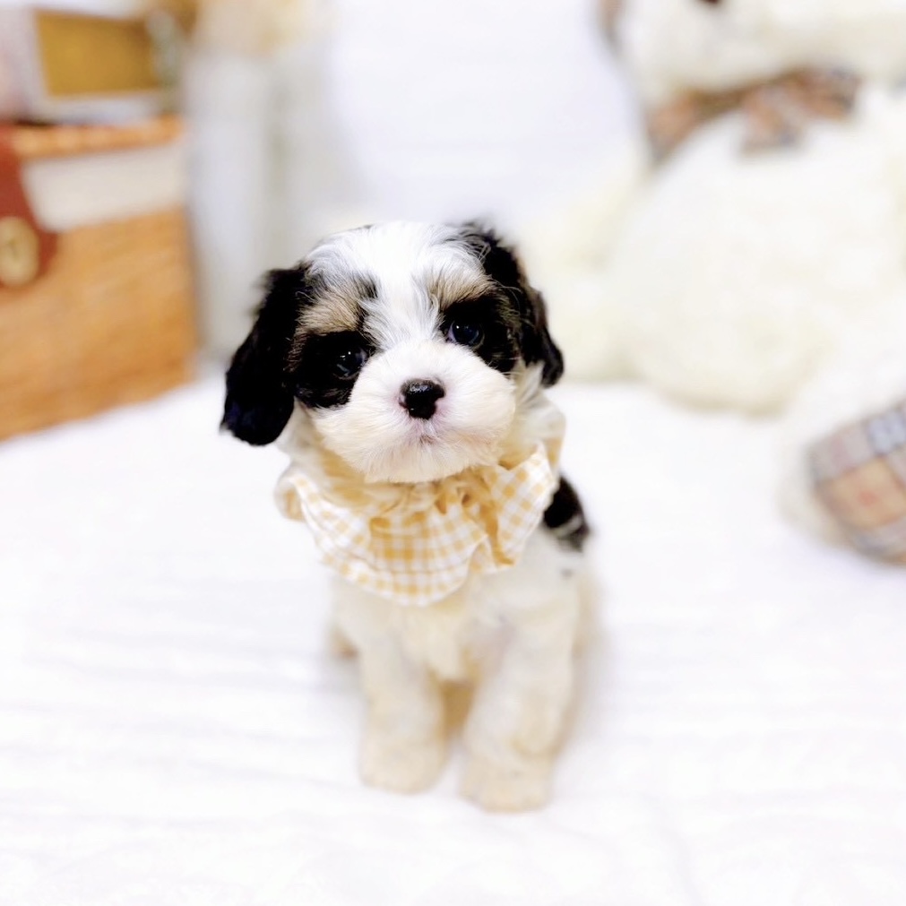 滋賀県のマルックス(マルチーズ×ダックス) (犬の家＆猫の里近江八幡店/2025年9月3日生まれ/女の子/ブラックタンホワイト)の子犬の4枚目の画像