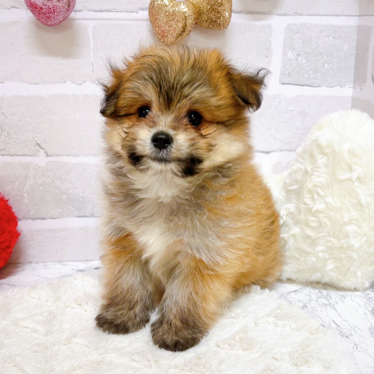 京都府のポメマル/マルポメ(ポメラニアン×マルチーズ) (犬の家＆猫の里京都精華店/2025年9月1日生まれ/男の子/レッド)の子犬の4枚目の画像