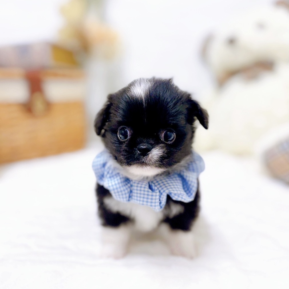 滋賀県のチワペキ/ペキチー/ペキチワ(チワワ×ペキニーズ) (犬の家＆猫の里近江八幡店/2025年9月3日生まれ/男の子/ブラックホワイト)の子犬の4枚目の画像
