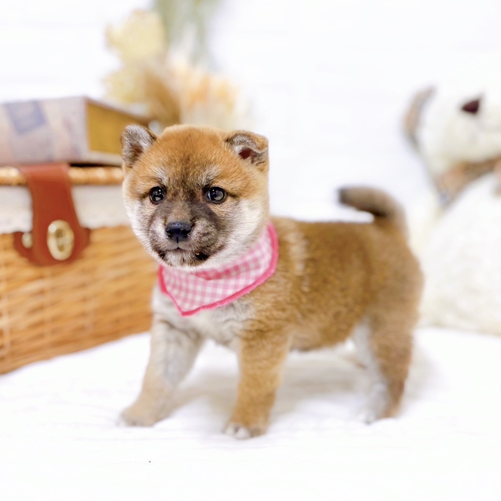 滋賀県の柴犬(標準サイズ) (犬の家＆猫の里近江八幡店/2025年9月4日生まれ/女の子/赤)の子犬の4枚目の画像