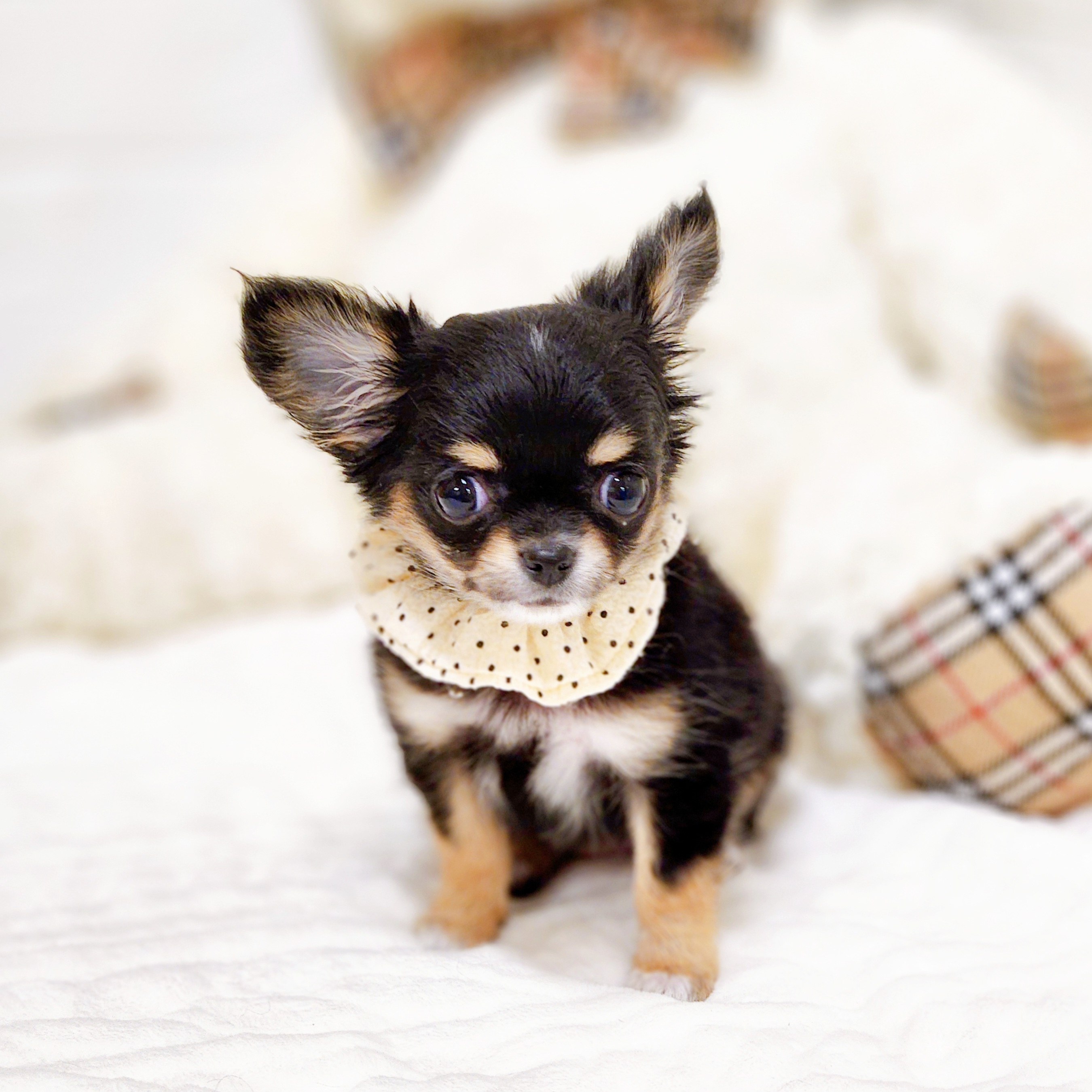 滋賀県のチワワ(ロング) (犬の家＆猫の里近江八幡店/2025年9月1日生まれ/女の子/ブラックタン)の子犬の4枚目の画像