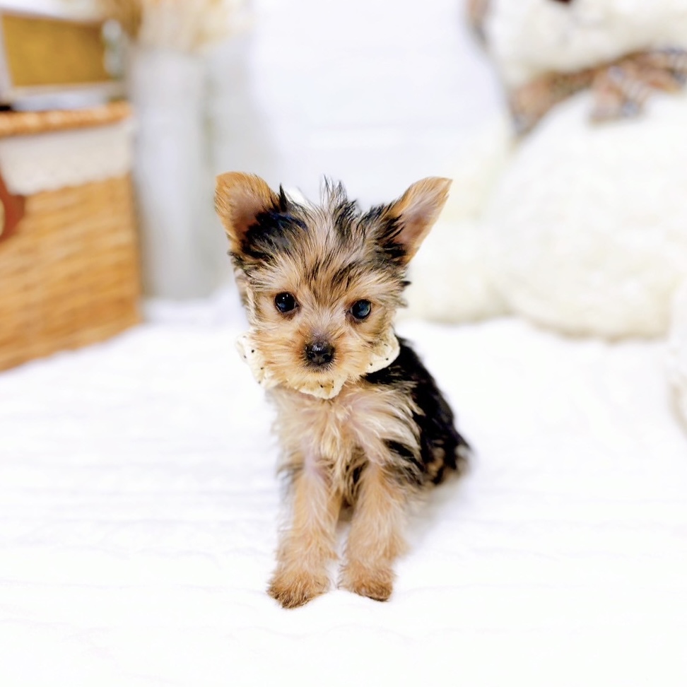 滋賀県のヨークシャーテリアの子犬を価格や特徴で探す|ペットショップ