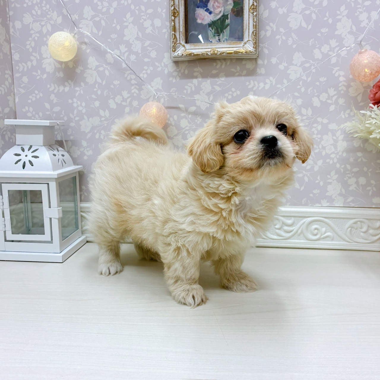 富山県のペキプー(ペキニーズ×プードル) (犬の家＆猫の里アミーゴ山室店/2025年9月4日生まれ/男の子/クリーム)の子犬の4枚目の画像