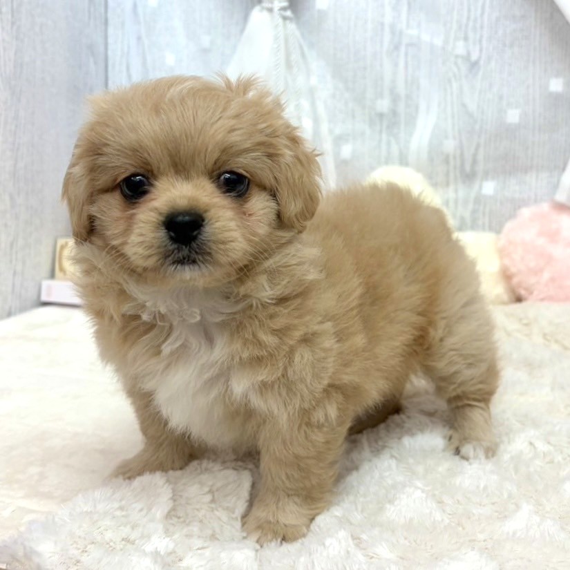 神奈川県のペキプー(ペキニーズ×プードル) (犬の家＆猫の里相模原店/2025年9月4日生まれ/女の子/クリーム)の子犬の4枚目の画像