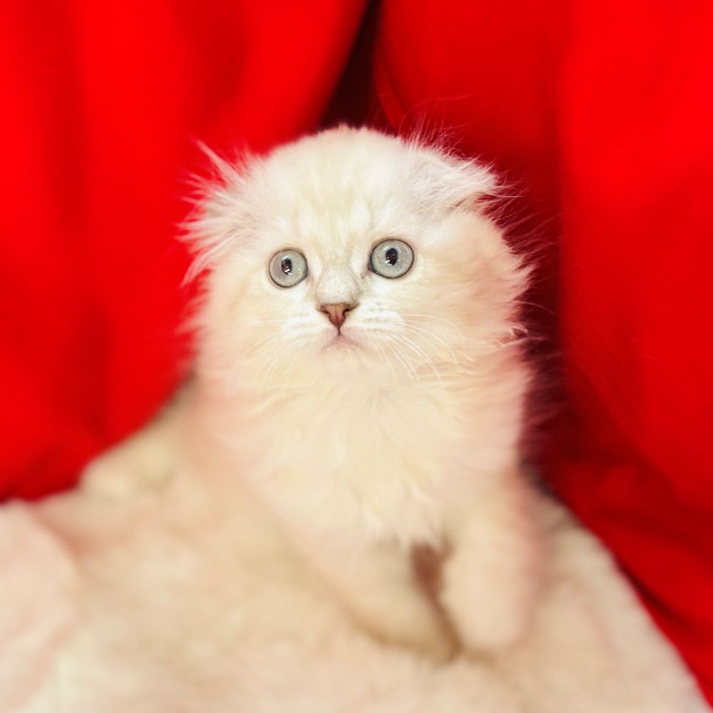 愛知県のスコティッシュフォールド (犬の家＆猫の里愛知刈谷店/2025年9月5日生まれ/女の子/ブルーリンクスポイント)の子猫の4枚目の画像