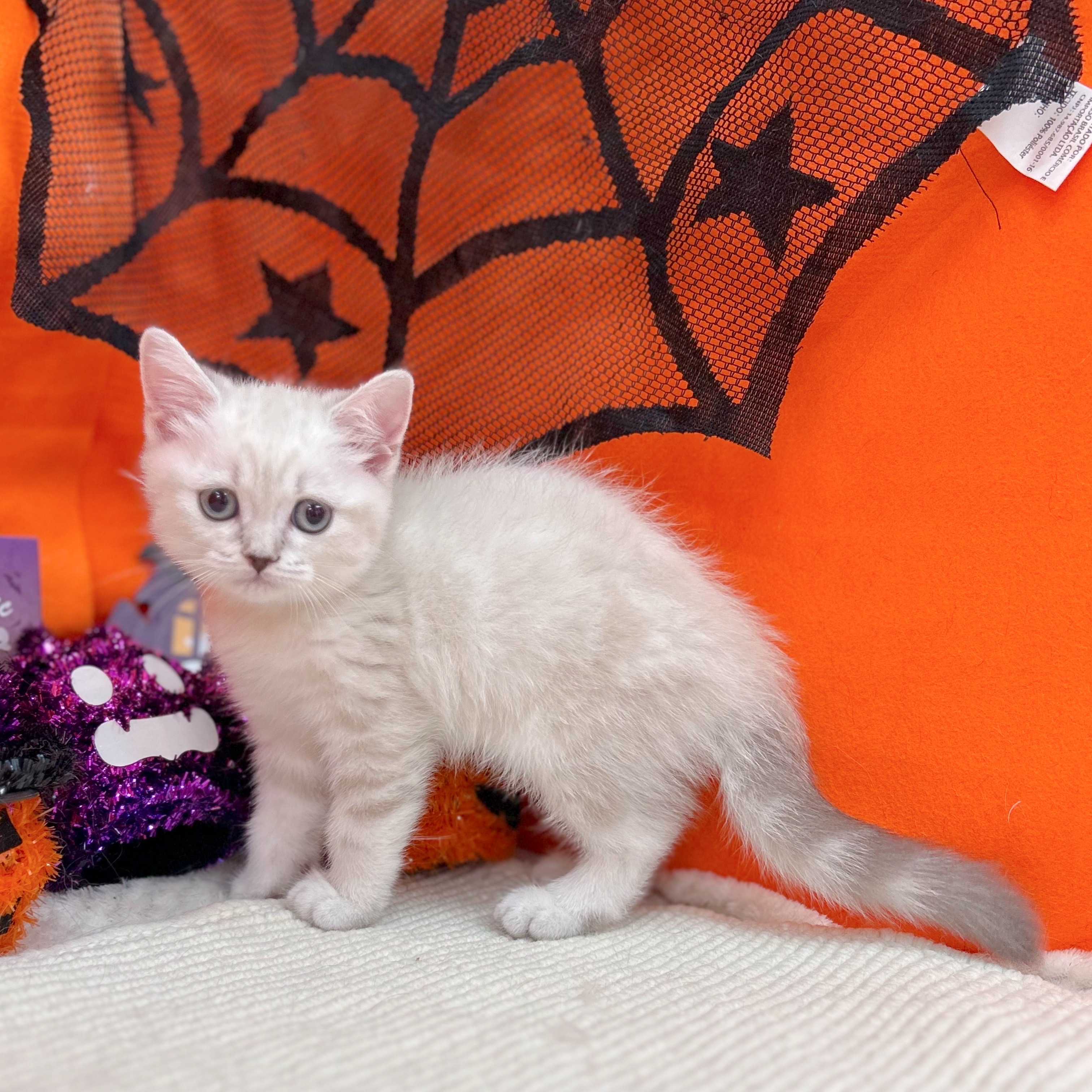 岐阜県のスコティッシュストレート (犬の家＆猫の里岐南店/2025年9月5日生まれ/女の子/ブルーリンクスポイント)の子猫の4枚目の画像