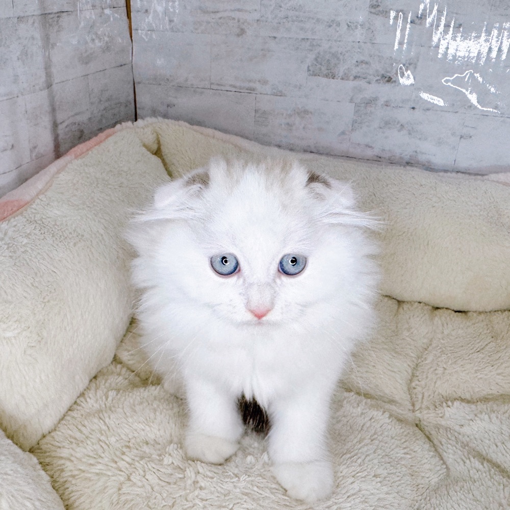 長野県のスコティッシュフォールド (犬の家＆猫の里塩尻店/2025年9月4日生まれ/男の子/シールリンクスポイント&ホワイト)の子猫の4枚目の画像