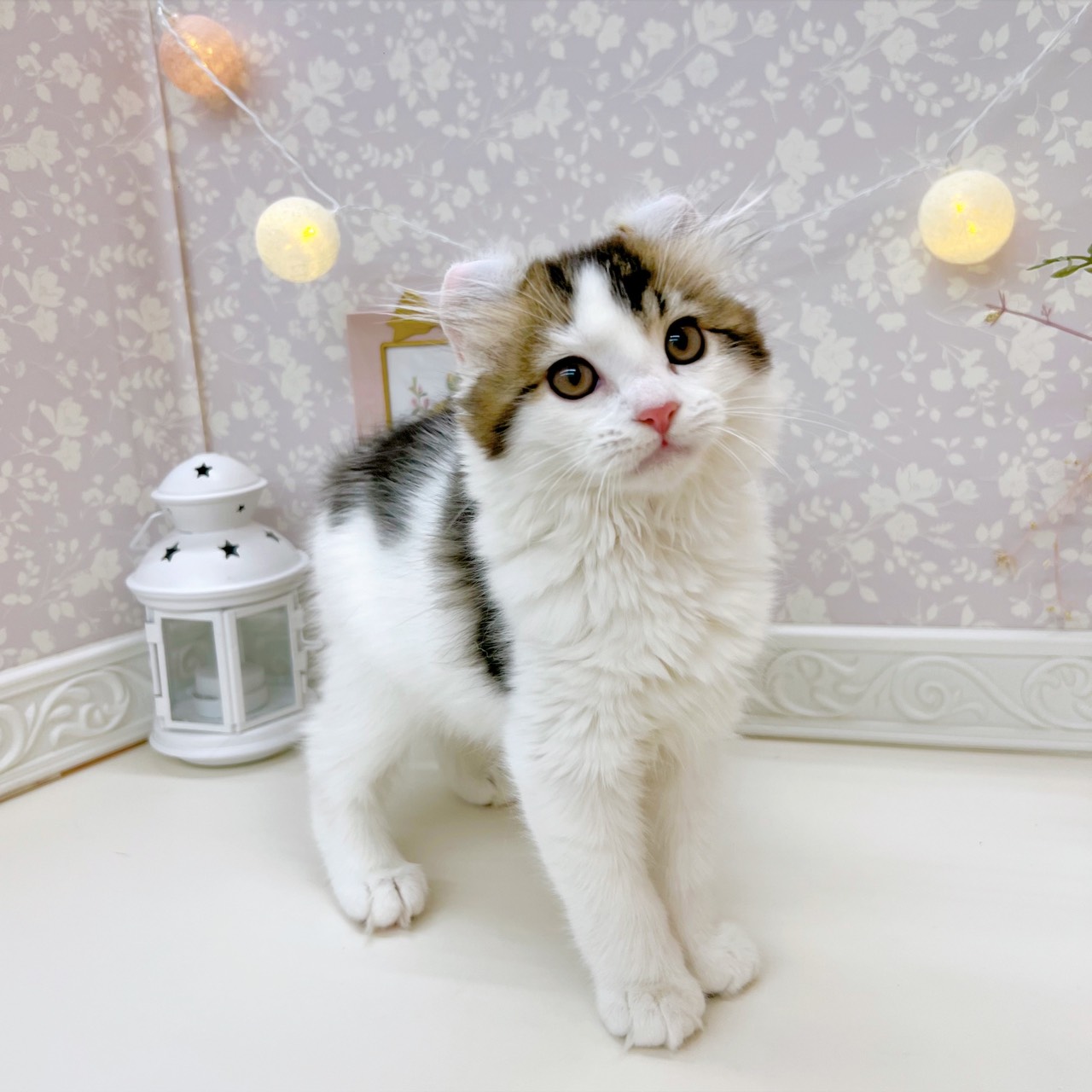 富山県のアメリカンカール (犬の家＆猫の里富山店/2025年9月3日生まれ/男の子/ブラウンタビーホワイト)の子猫の4枚目の画像