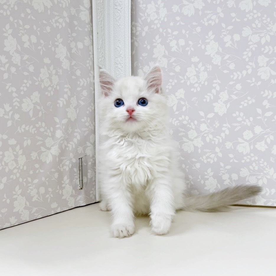 富山県のラグドール (犬の家＆猫の里アミーゴ高岡蓮花寺店/2025年9月5日生まれ/女の子/シールポイントバイカラー)の子猫の4枚目の画像