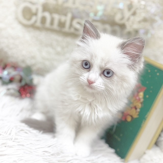 静岡県のラグドール (犬の家＆猫の里藤枝店/2025年9月4日生まれ/女の子/ブルーポイントバイカラー)の子猫の4枚目の画像