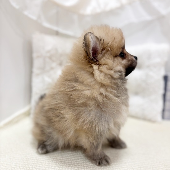 岐阜県のポメラニアン (犬の家＆猫の里カラフルタウン岐阜店/2025年9月5日生まれ/男の子/オレンジセーブル)の子犬の4枚目の画像