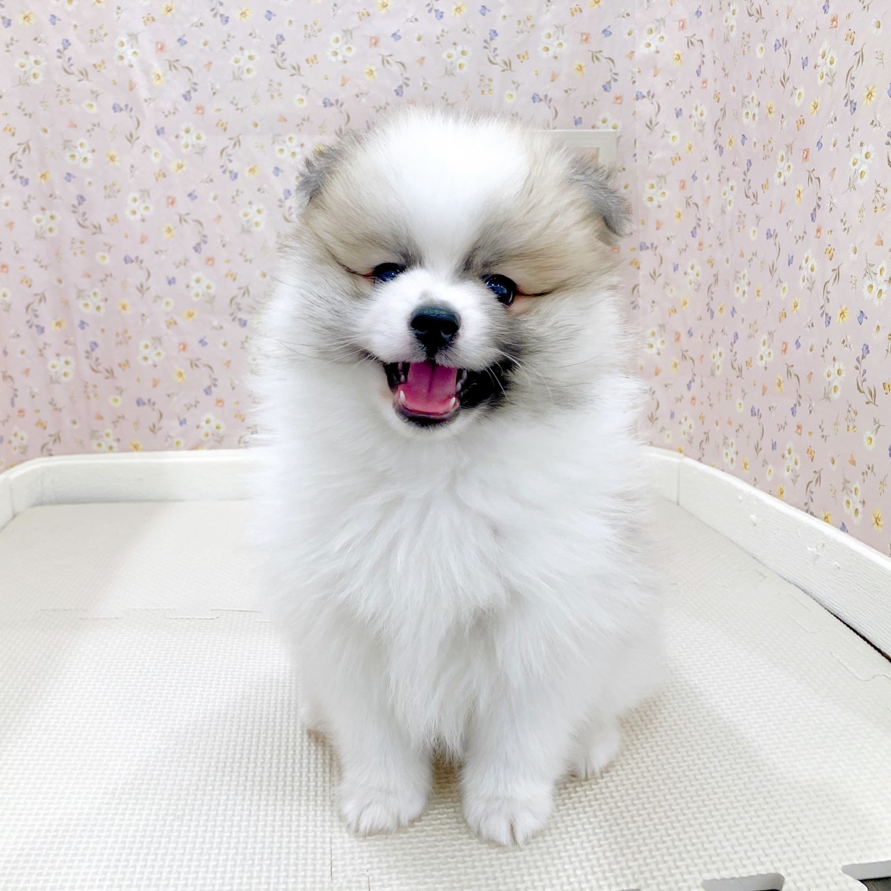 石川県のポメラニアン (犬の家＆猫の里金沢店/2025年9月5日生まれ/男の子/パーティーカラー)の子犬の1枚目の画像