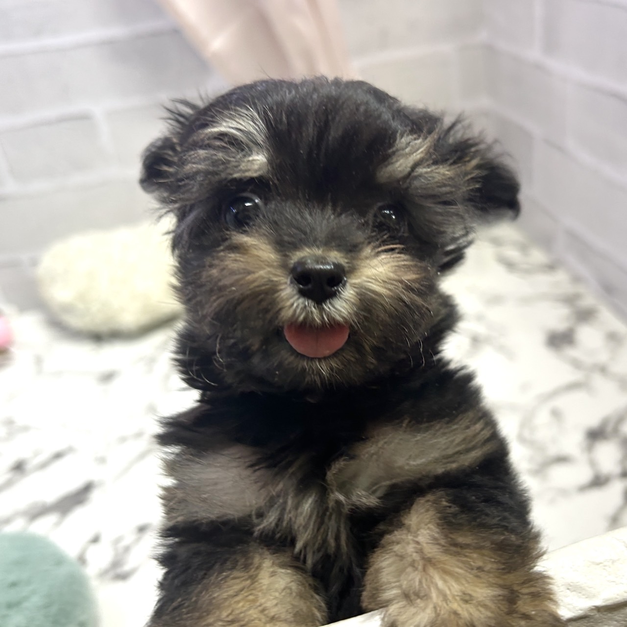 愛知県のチワプー/プーチー(チワワ×プードル) (犬の家＆猫の里岡崎店/2025年9月1日生まれ/女の子/ブラックタン)の子犬の4枚目の画像