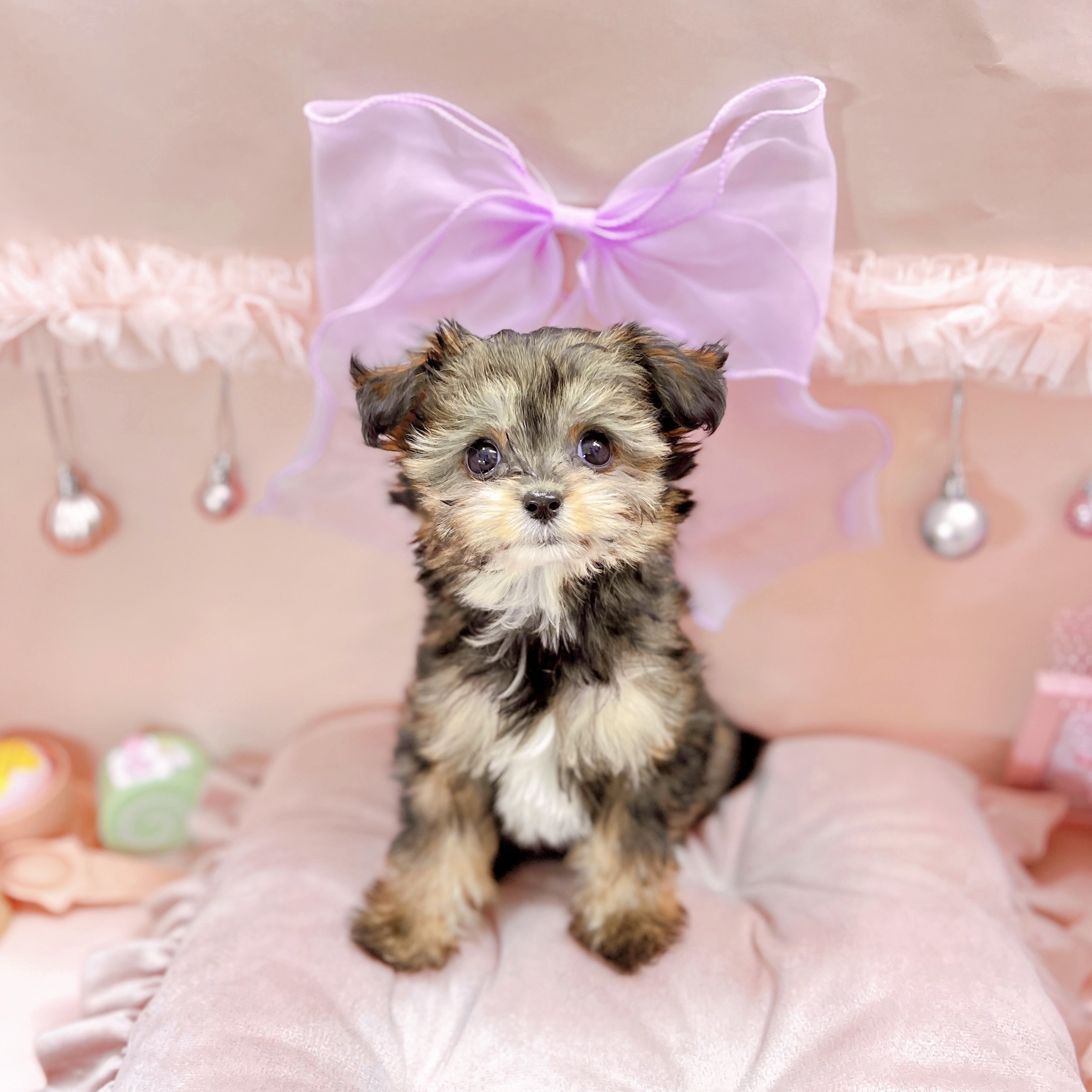 福井県のチワプー/プーチー(チワワ×プードル) (犬の家＆猫の里アミーゴ福井大和田店/2025年9月1日生まれ/女の子/フォーンホワイト)の子犬の4枚目の画像