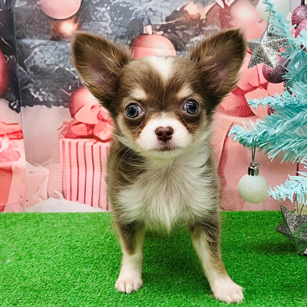 愛知県のチワワ(ロング) (犬の家＆猫の里名古屋天白店/2025年9月2日生まれ/女の子/イザベラタンホワイト)の子犬の4枚目の画像