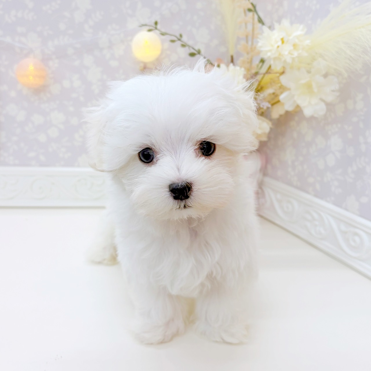 富山県のマルチーズ (犬の家＆猫の里富山店/2025年9月2日生まれ/男の子/ホワイト)の子犬の4枚目の画像