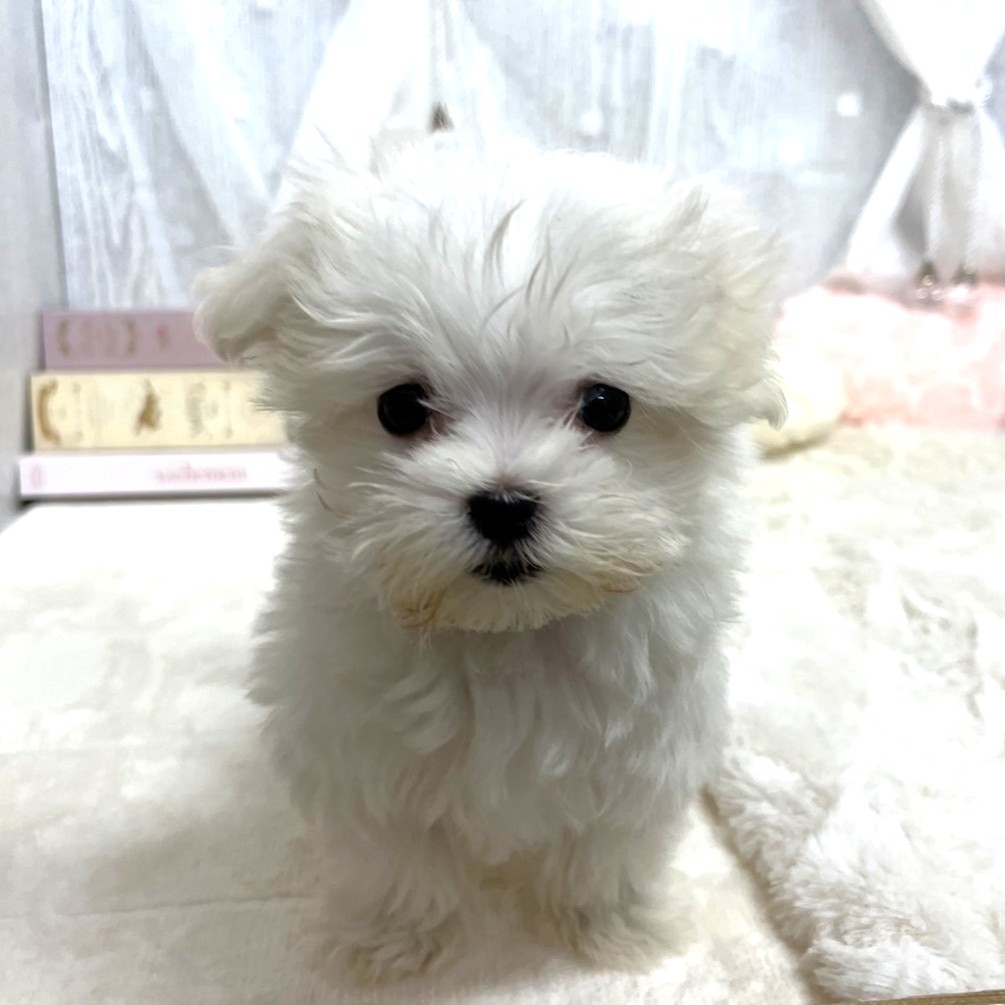 神奈川県のマルチーズ (犬の家＆猫の里相模原店/2025年9月2日生まれ/女の子/ホワイト)の子犬の4枚目の画像