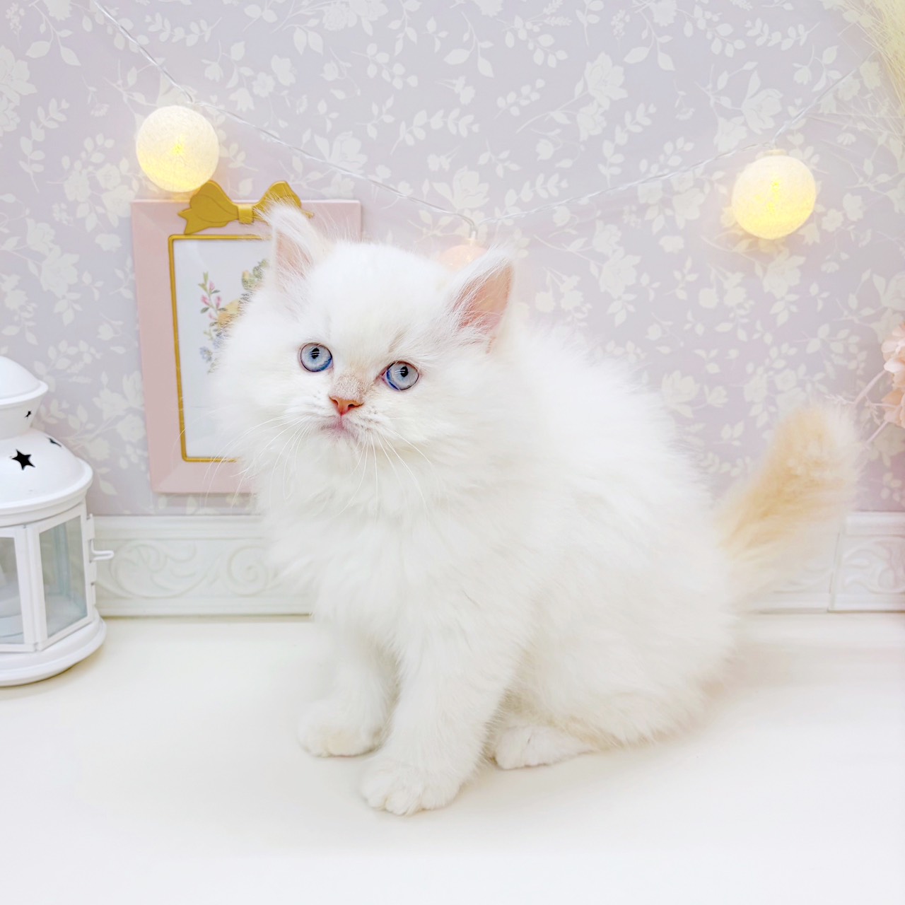 富山県のラガマフィン (犬の家＆猫の里富山店/2025年9月4日生まれ/男の子/クリームポイントホワイト)の子猫の4枚目の画像