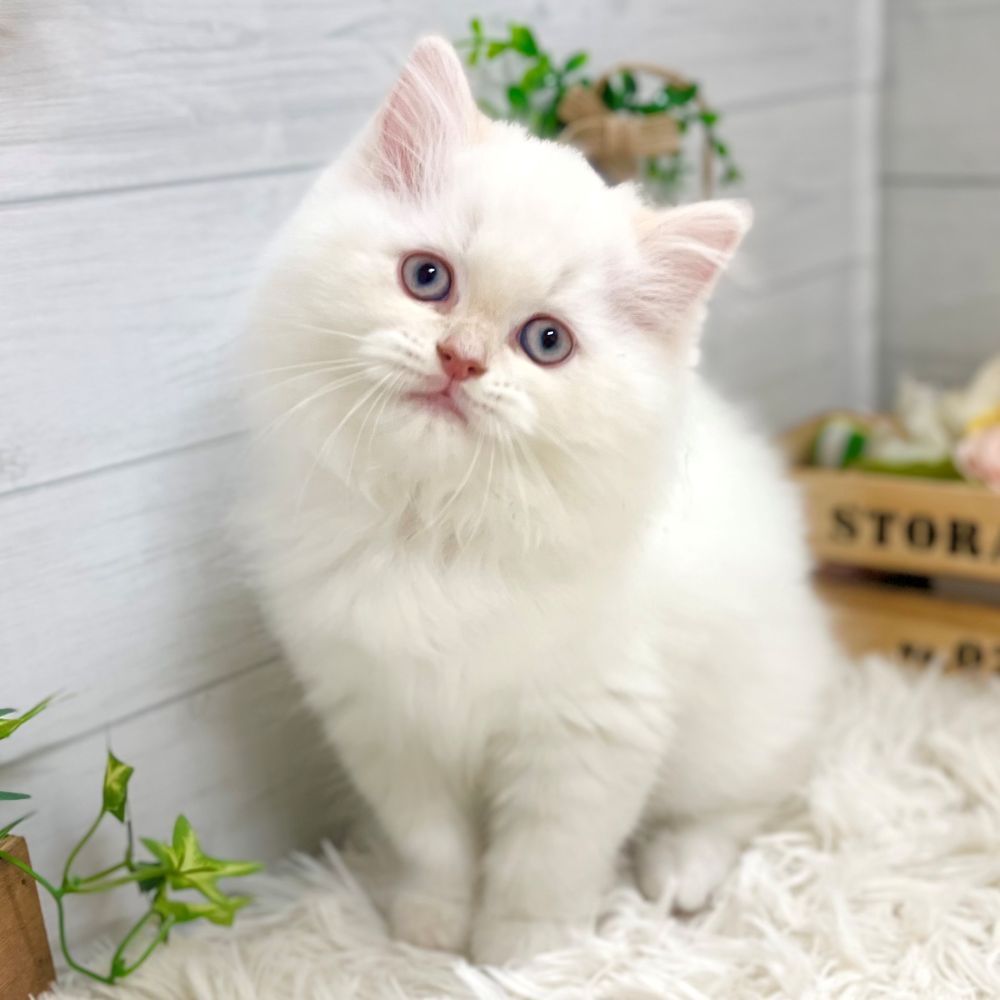 愛知県のラガマフィン (犬の家＆猫の里豊田店/2025年9月4日生まれ/女の子/クリームポイントホワイト)の子猫の1枚目の画像