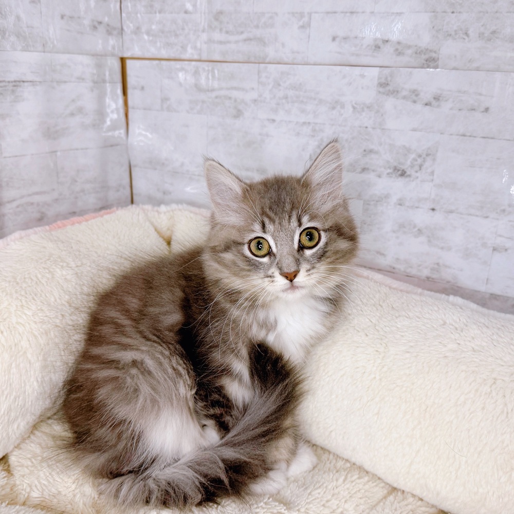 長野県のノルウェージャンフォレストキャット (犬の家＆猫の里塩尻店/2025年9月4日生まれ/女の子/ブルータビーホワイト)の子猫の1枚目の画像