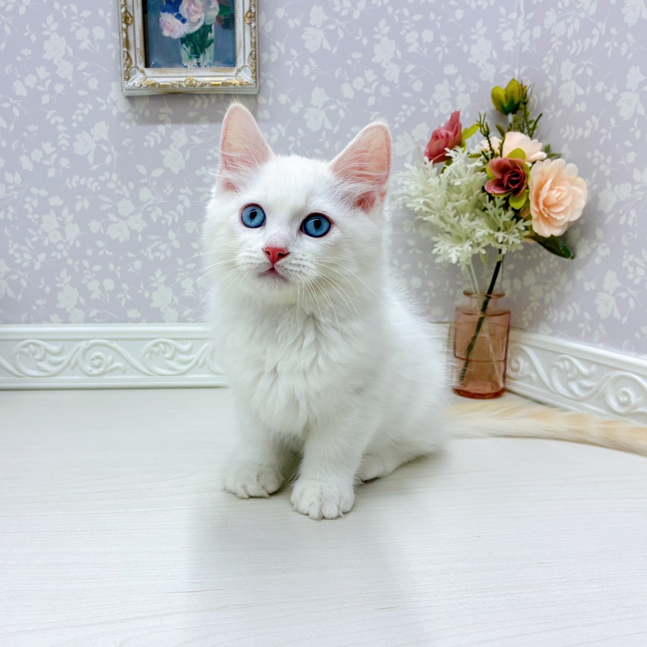 富山県のラガマフィン (犬の家＆猫の里アミーゴ山室店/2025年9月3日生まれ/男の子/レッドポイントホワイト)の子猫の4枚目の画像