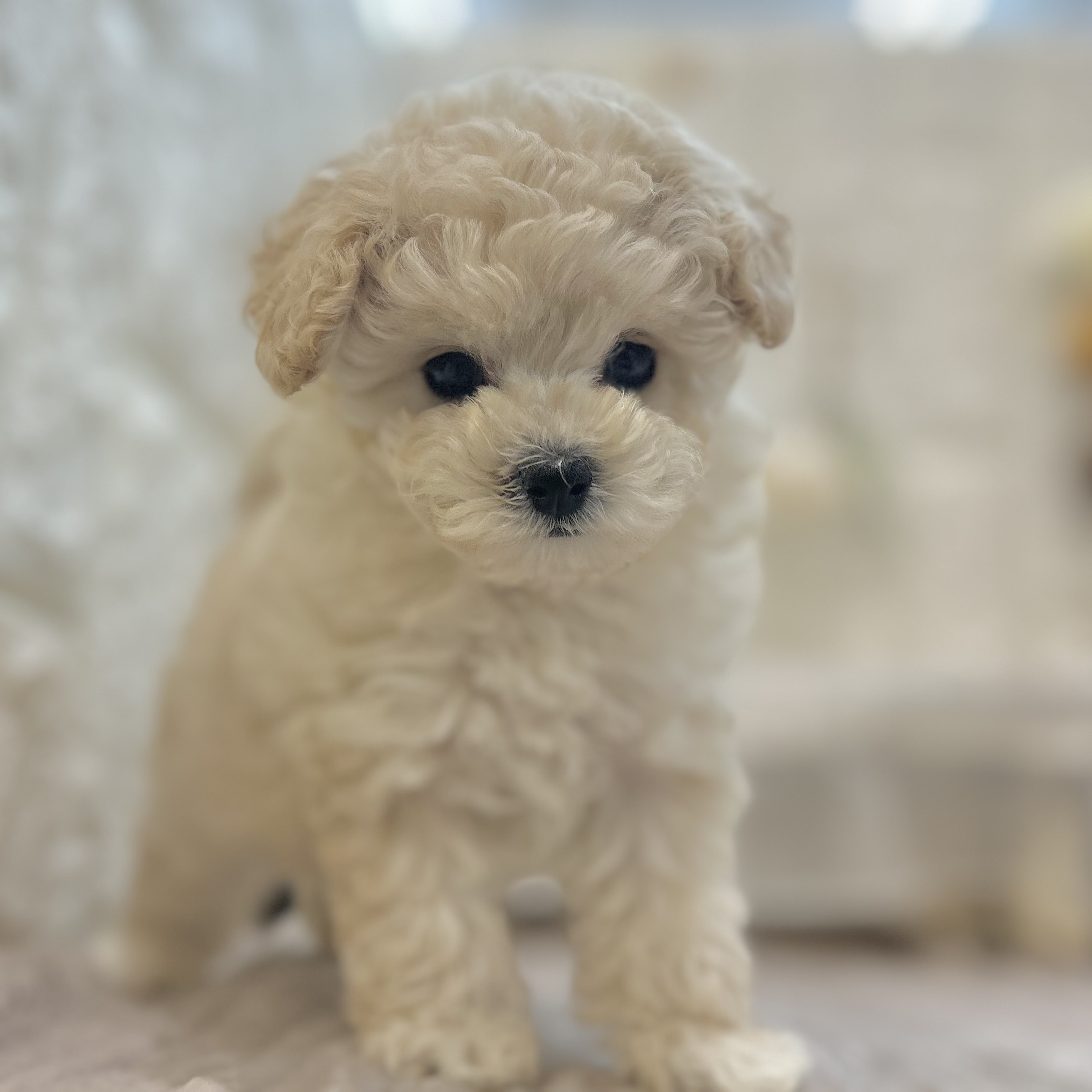 岡山県のトイプードル(ティーカップ) (犬の家＆猫の里倉敷店/2025年9月4日生まれ/女の子/クリーム)の子犬の4枚目の画像