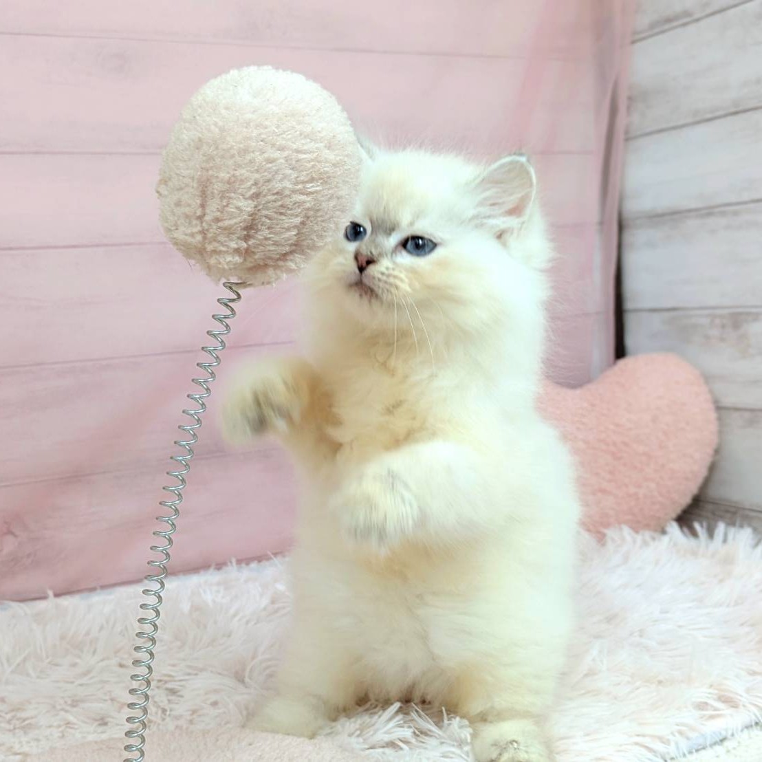 兵庫県のネヴァマスカレード (犬の家＆猫の里川西店/2025年9月5日生まれ/女の子/ブルーリンクスポイントホワイト)の子猫の4枚目の画像