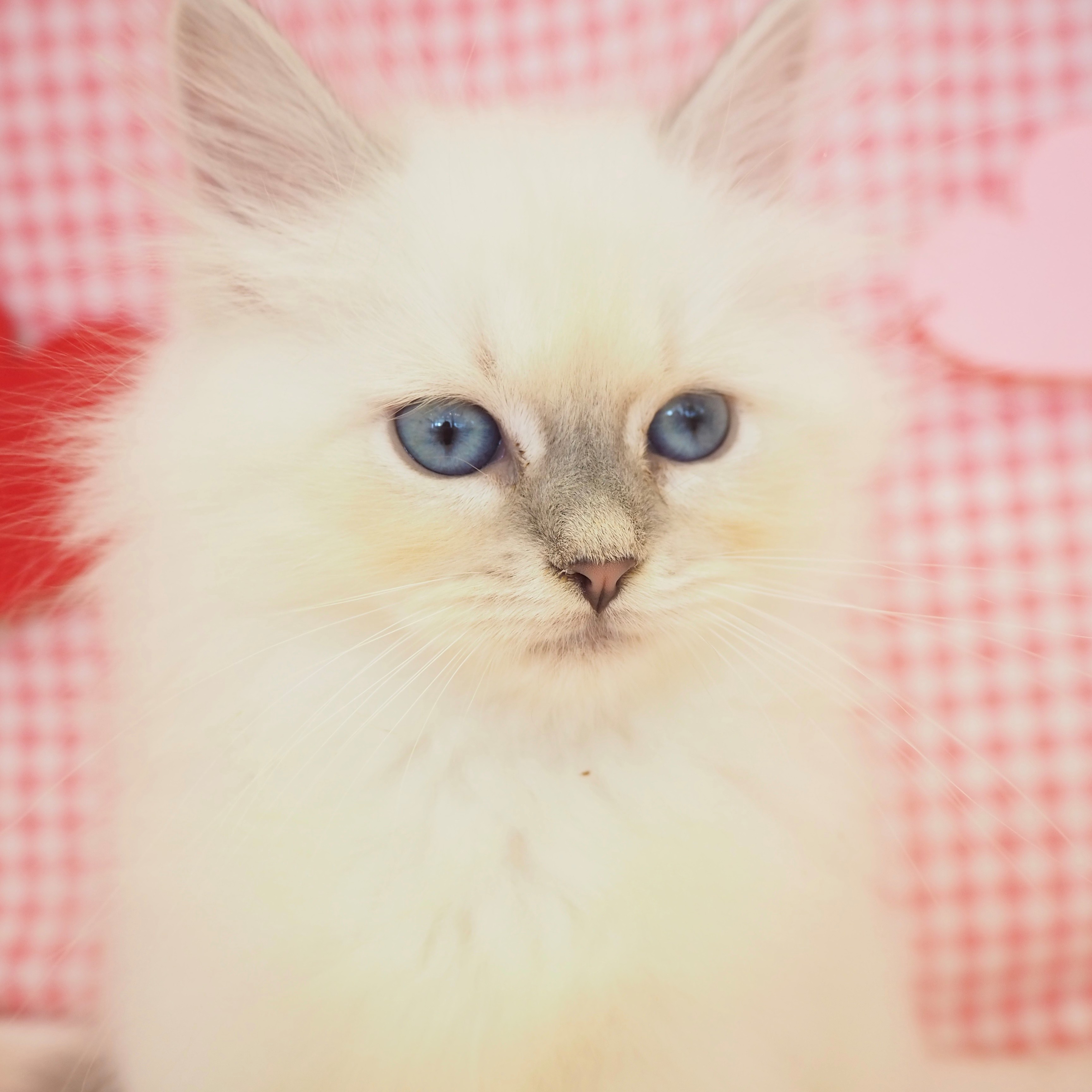 大阪府のネヴァマスカレード (犬の家＆猫の里もりのみやキューズモールBASE店/2025年9月5日生まれ/女の子/ブルーリンクスポイントホワイト)の子猫の4枚目の画像