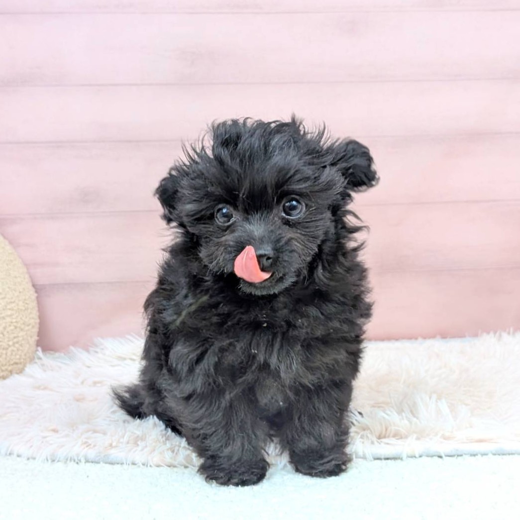 兵庫県のチワプー/プーチー(チワワ×プードル) (犬の家＆猫の里川西店/2025年9月2日生まれ/女の子/ブラック)の子犬の4枚目の画像