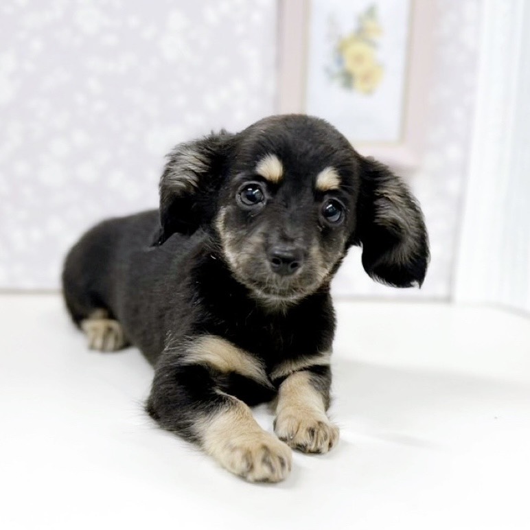 富山県のチワックス(チワワ×ダックス) (犬の家＆猫の里アミーゴ高岡蓮花寺店/2025年9月3日生まれ/女の子/ブラッククリーム)の子犬の4枚目の画像