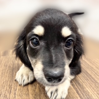 兵庫県のチワックス(チワワ×ダックス) (犬の家＆猫の里カナート西神戸店/2025年9月3日生まれ/男の子/ブラッククリーム)の子犬の4枚目の画像