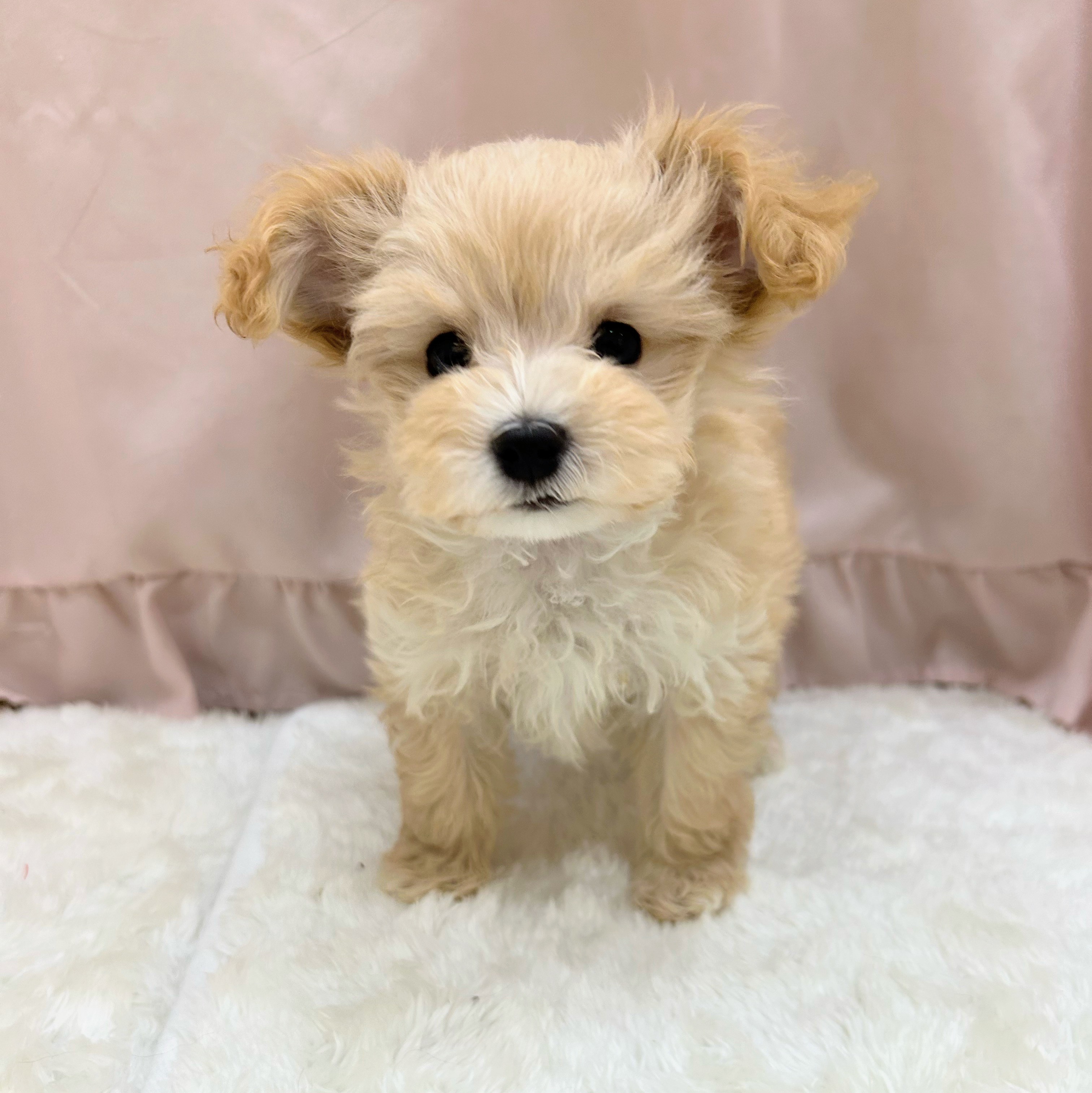 愛知県のマルプー(マルチーズ×プードル) (犬の家＆猫の里アミーゴ神の倉店/2025年9月7日生まれ/女の子/アプリコットホワイト)の子犬の4枚目の画像