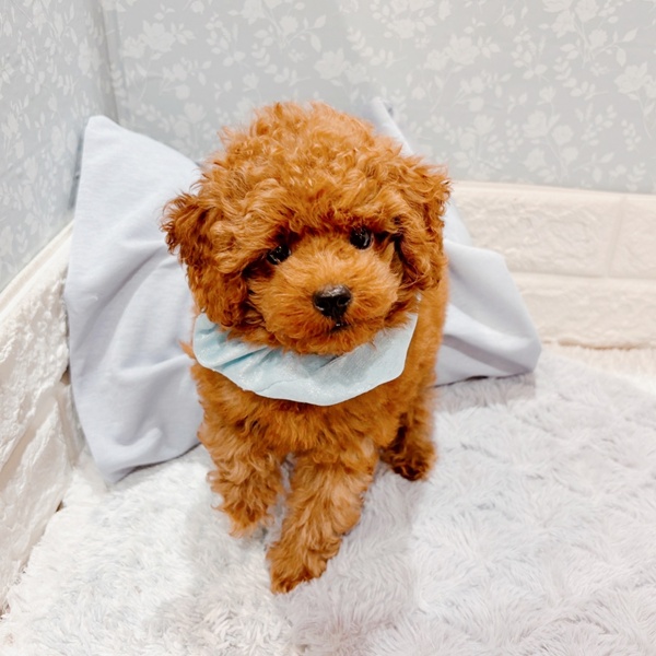 福井県のトイプードル(トイ) (犬の家＆猫の里福井店/2025年9月5日生まれ/男の子/レッドフォーン)の子犬の4枚目の画像