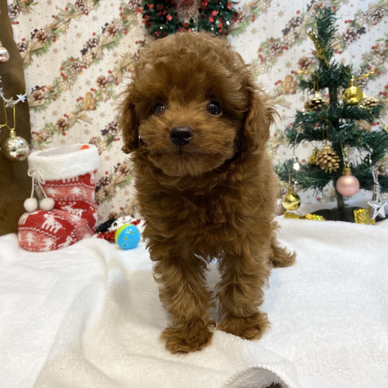 長野県のトイプードル(トイ) (犬の家＆猫の里カインズ梓川店/2025年9月5日生まれ/男の子/レッドフォーン)の子犬の4枚目の画像