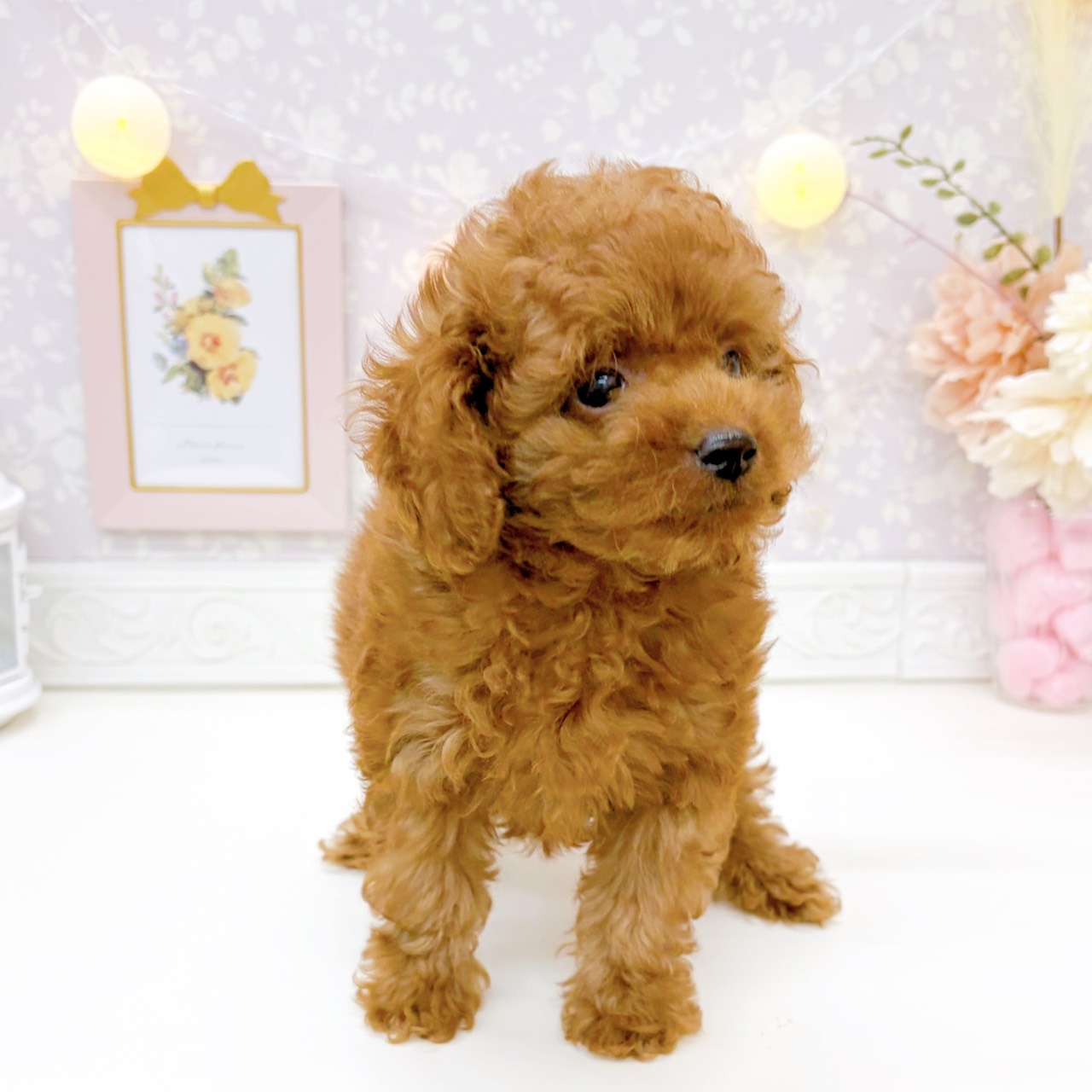 富山県のトイプードル(トイ) (犬の家＆猫の里富山店/2025年9月5日生まれ/男の子/レッドフォーン)の子犬の4枚目の画像