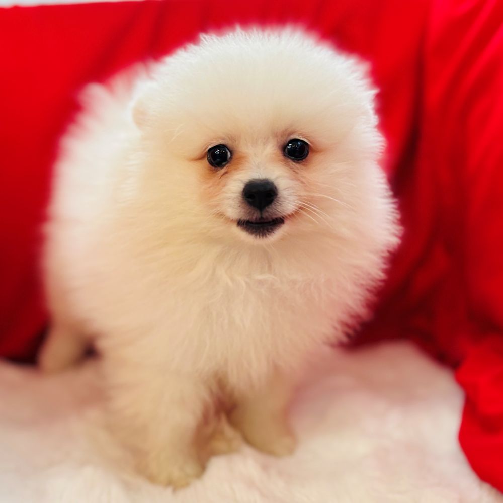 愛知県のポメラニアン (犬の家＆猫の里愛知刈谷店/2025年9月5日生まれ/女の子/クリーム)の子犬の4枚目の画像