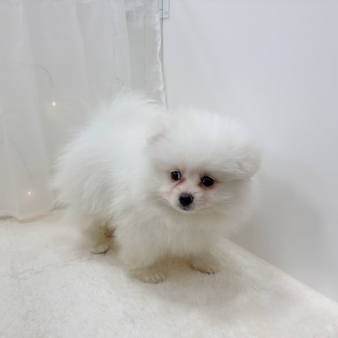 千葉県のポメラニアン (犬の家＆猫の里BIGHOPガーデンモール印西店/2025年9月5日生まれ/男の子/ホワイト)の子犬の4枚目の画像