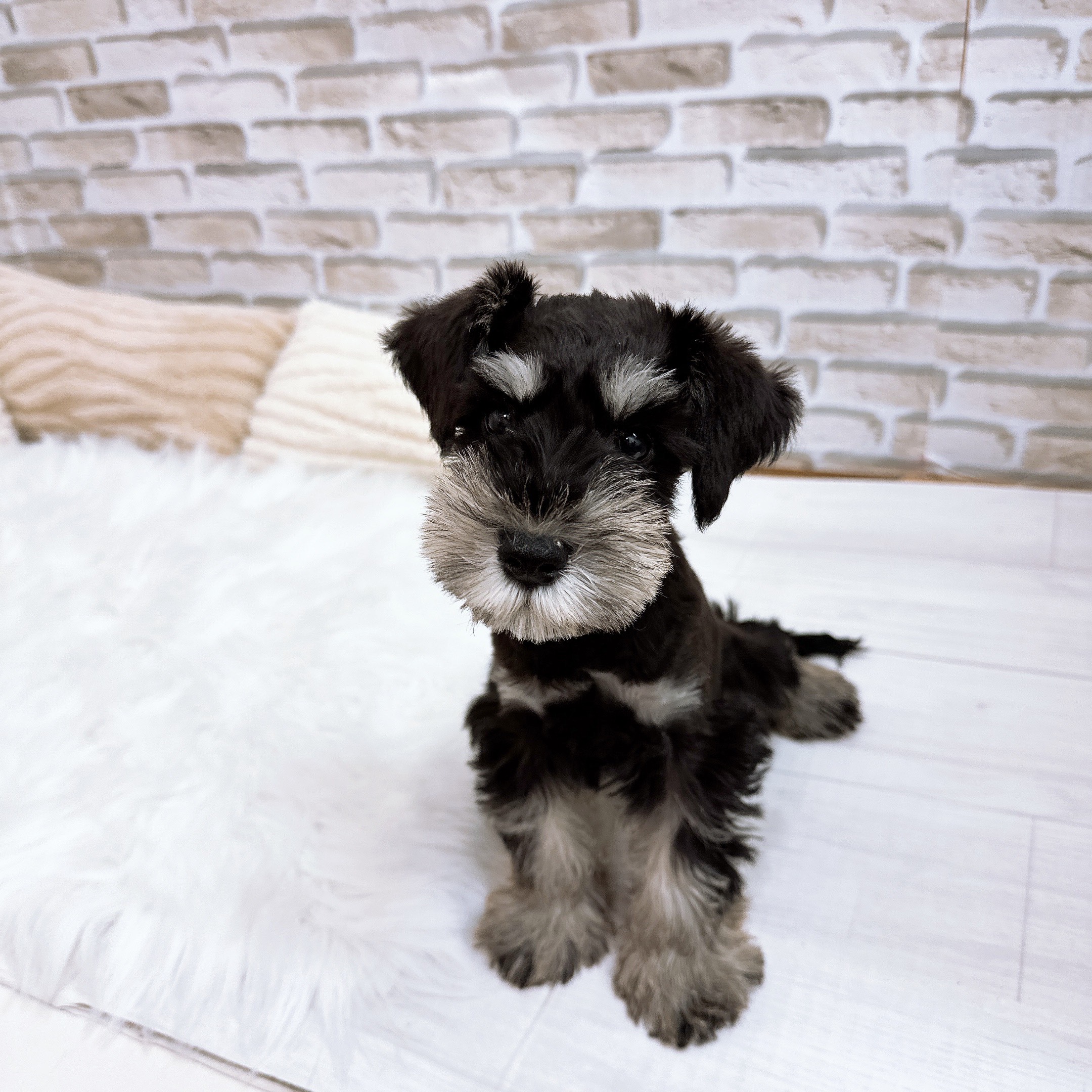 神奈川県のミニチュアシュナウザー (犬の家＆猫の里モザイクモール港北店/2025年9月7日生まれ/男の子/ブラックシルバー)の子犬の4枚目の画像