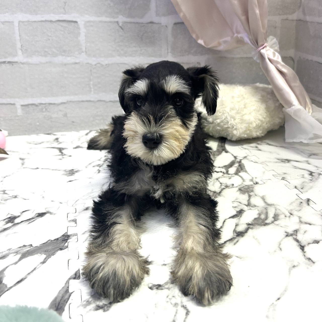 愛知県のミニチュアシュナウザー (犬の家＆猫の里岡崎店/2025年9月7日生まれ/女の子/ブラックシルバー)の子犬の4枚目の画像