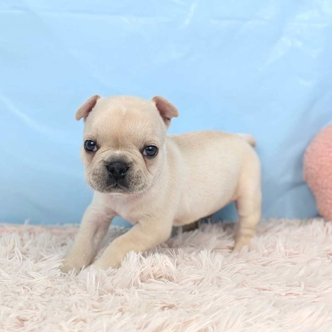 兵庫県のフレンチブルドッグ (犬の家＆猫の里川西店/2025年9月3日生まれ/男の子/クリーム)の子犬の4枚目の画像