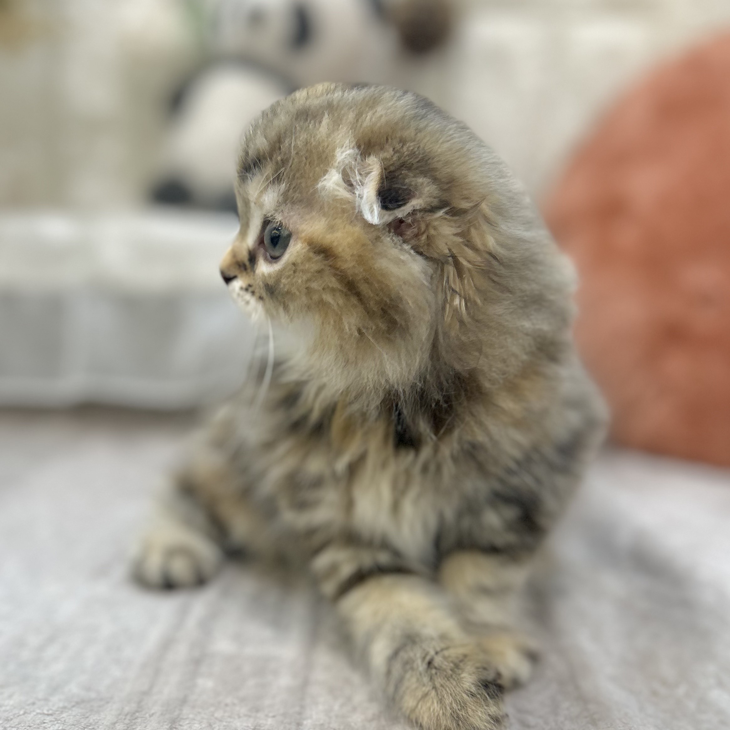 岡山県のスコティッシュフォールド (犬の家＆猫の里倉敷店/2025年9月5日生まれ/女の子/ブラウンパッチドタビー)の子猫の4枚目の画像