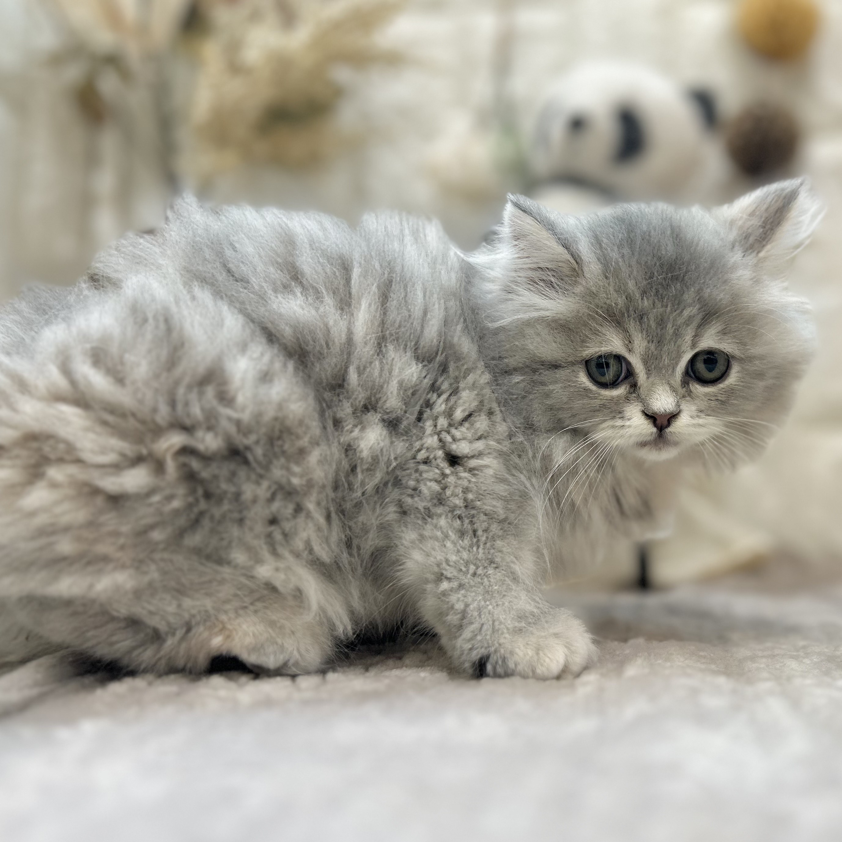 岡山県のスコティッシュストレート (犬の家＆猫の里倉敷店/2025年9月5日生まれ/女の子/ブルーパッチドタビー)の子猫の4枚目の画像