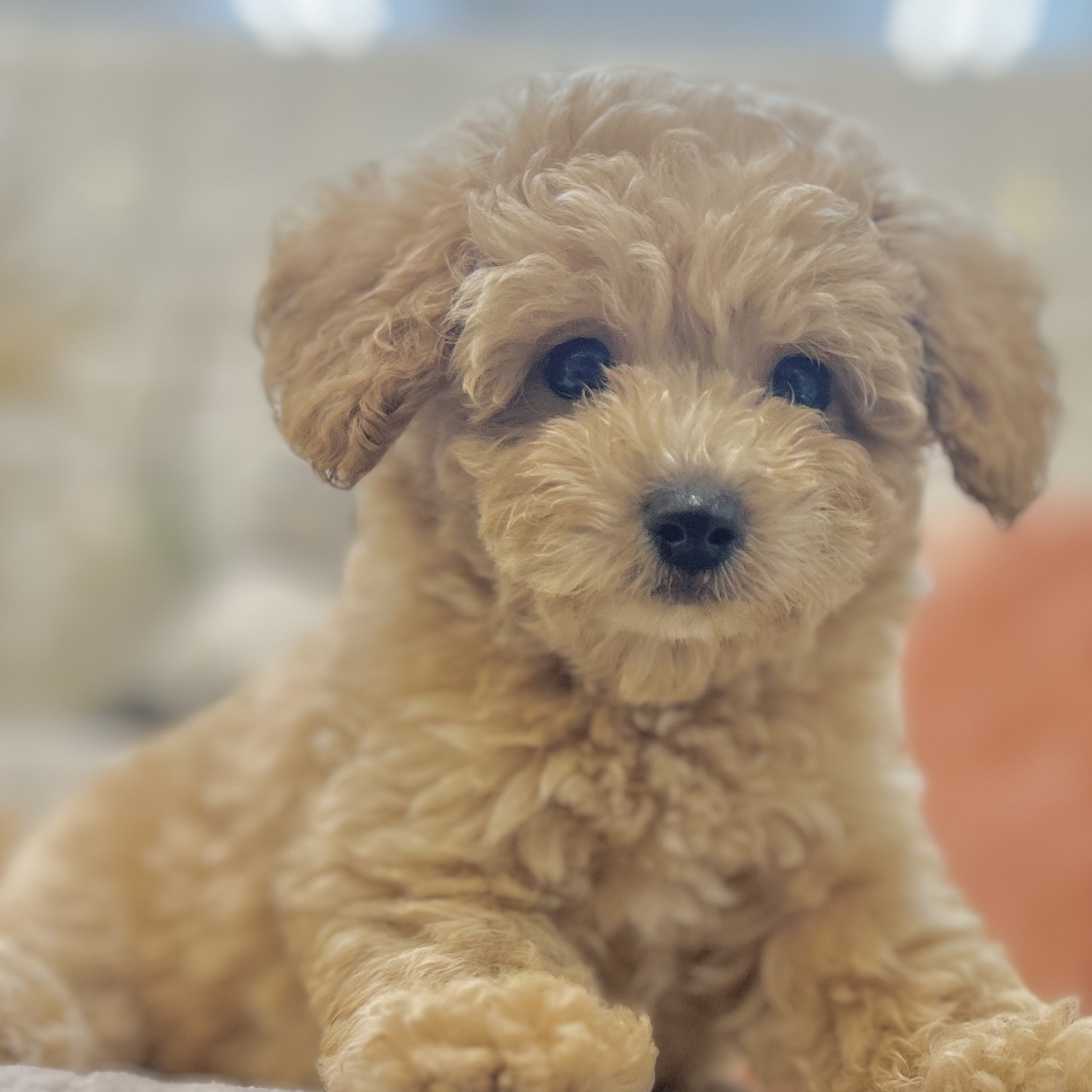 岡山県のビションプー(ビションフリーゼ×プードル) (犬の家＆猫の里倉敷店/2025年9月4日生まれ/男の子/クリーム)の子犬の4枚目の画像