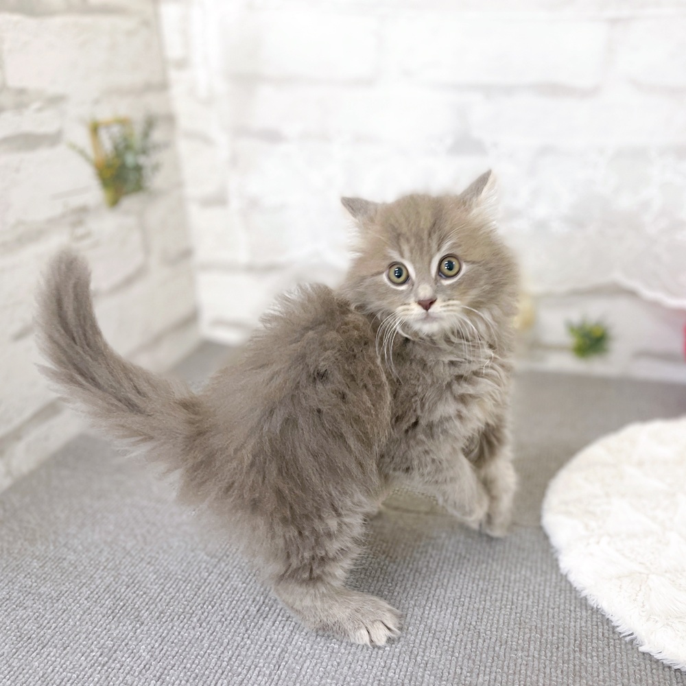 京都府のサイベリアン (犬の家＆猫の里京都樟葉店/2025年9月4日生まれ/男の子/ブルータビー)の子猫の4枚目の画像