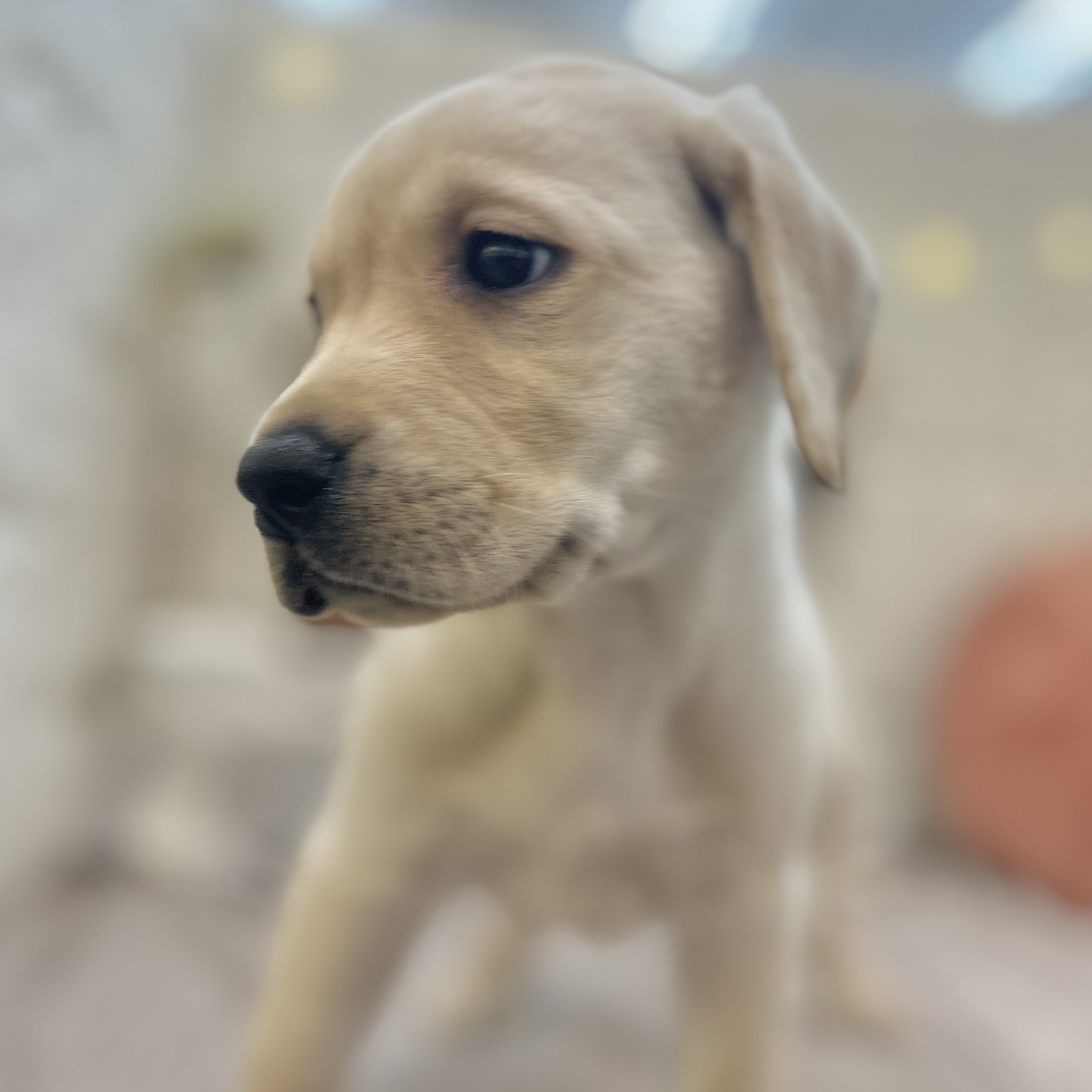 岡山県のラブラドールレトリーバー (犬の家＆猫の里倉敷店/2025年9月7日生まれ/女の子/イエロー)の子犬の4枚目の画像