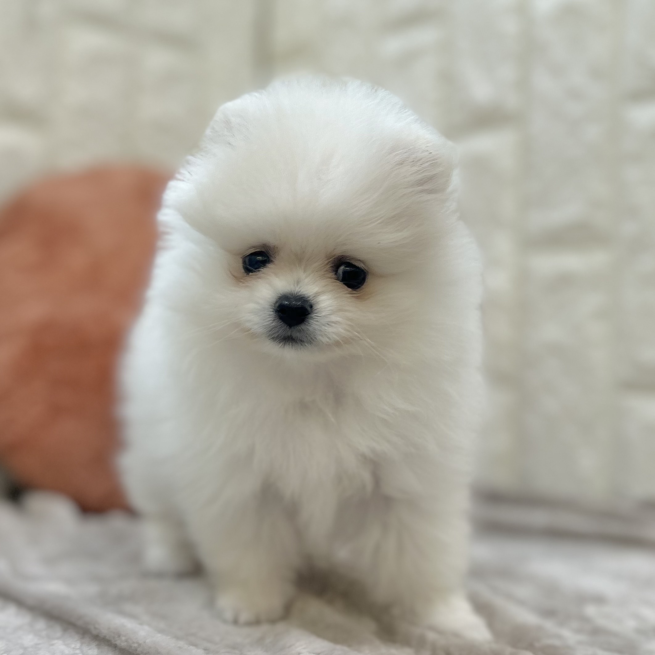 岡山県のポメラニアン (犬の家＆猫の里倉敷店/2025年9月6日生まれ/女の子/クリーム)の子犬の4枚目の画像