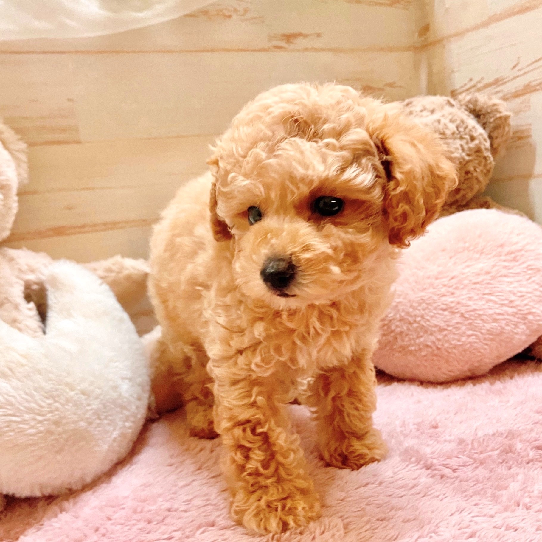兵庫県のトイプードル(トイ) (犬の家＆猫の里神戸店/2025年9月6日生まれ/男の子/アプリコット)の子犬の4枚目の画像