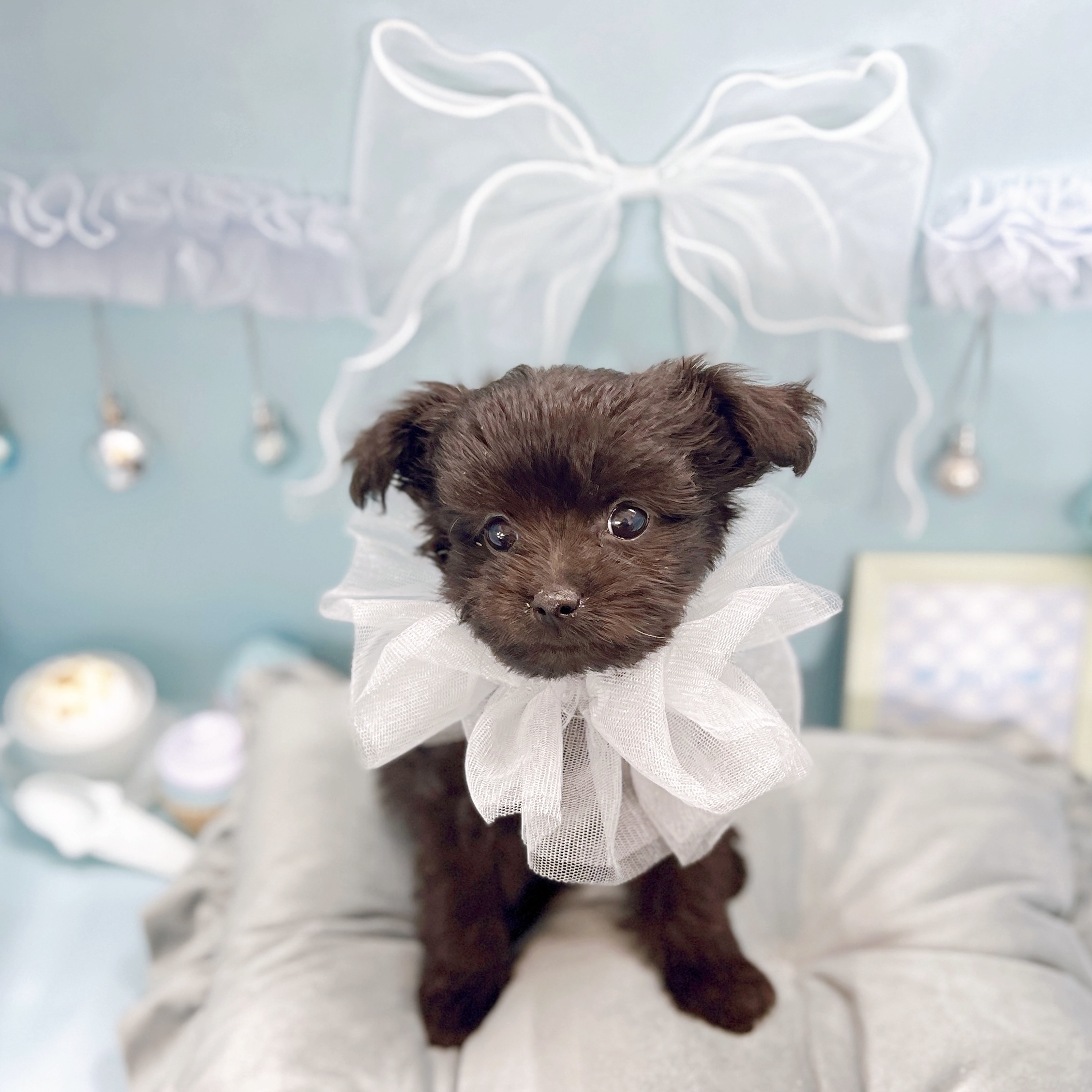 福井県のチワプー/プーチー(チワワ×プードル) (犬の家＆猫の里アミーゴ福井大和田店/2025年9月5日生まれ/男の子/ブラック)の子犬の4枚目の画像